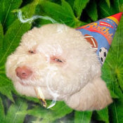 Cake_dog