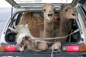 2camel_1car