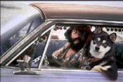 806577-cool_dog_and_chong_super