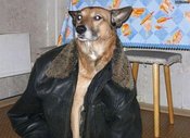 Leatherjacketdog-500x363