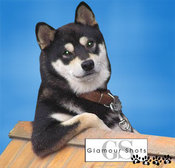 Glamourdog