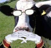 Gendocow