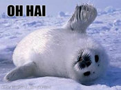 Oh_hai