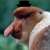 Sumas Bignose