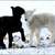 _42382707_lambs_wetherby_pa_416