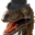 GentleRaptor
