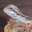 beardeddragon95