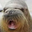 RAGINGWALRUS