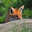 The Wasted Fox