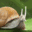 Guacaras Guy