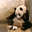 pandapan