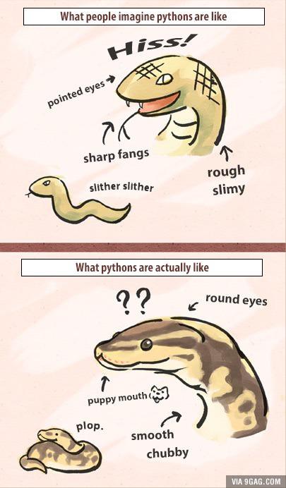 Pythons: Expectations vs. Reality | Animals | Know Your Meme