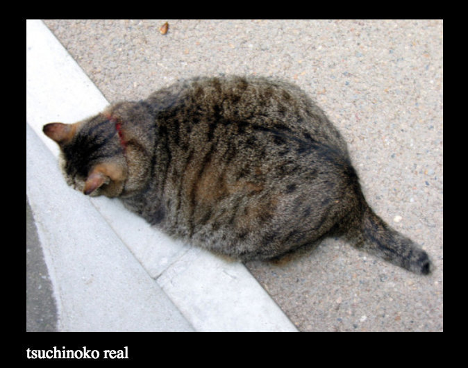 Тсучиноко змея. Цутиноко существует. Цутиноко фото. Криптид цутиноко. Цутиноко змея.