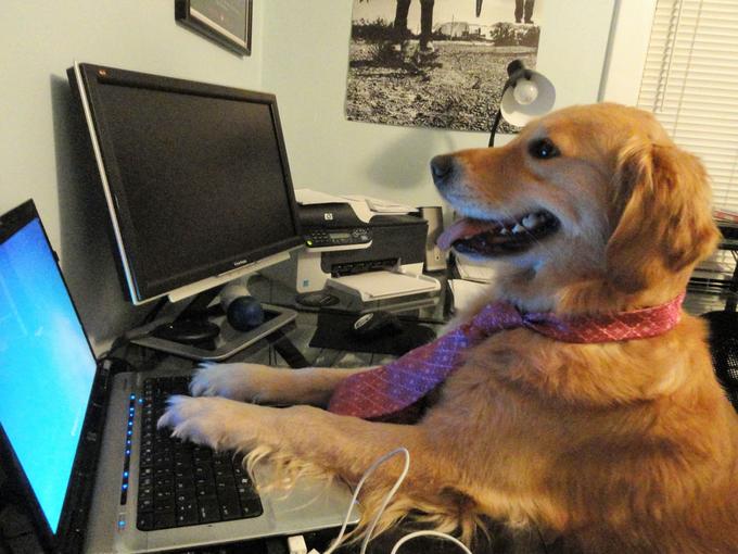 Resultado de imagen para labrador dog in the laptop in your desk