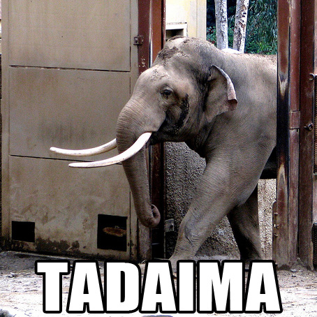 Tadaima Memes Tadaima Onii Chan Laurasad.gif :'v 😭😭😭😭